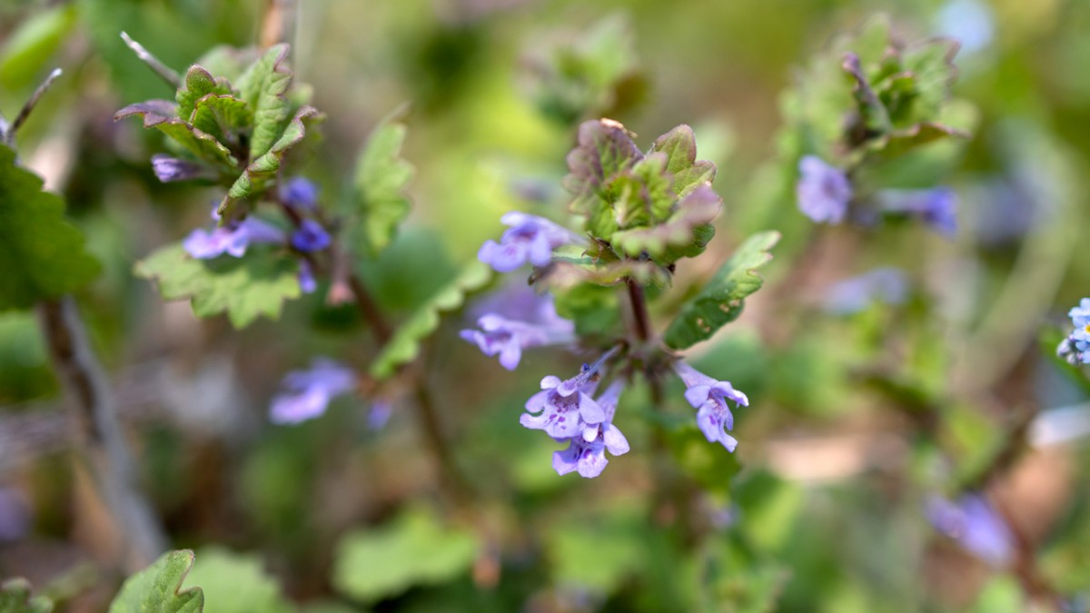 Unlikely coincidence blooms as classic weed guide gets updated