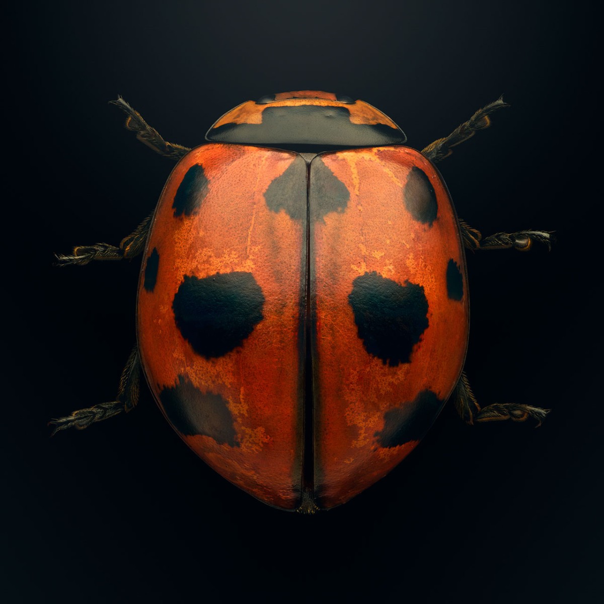 NYC exhibition features plight of the ninespotted lady beetle