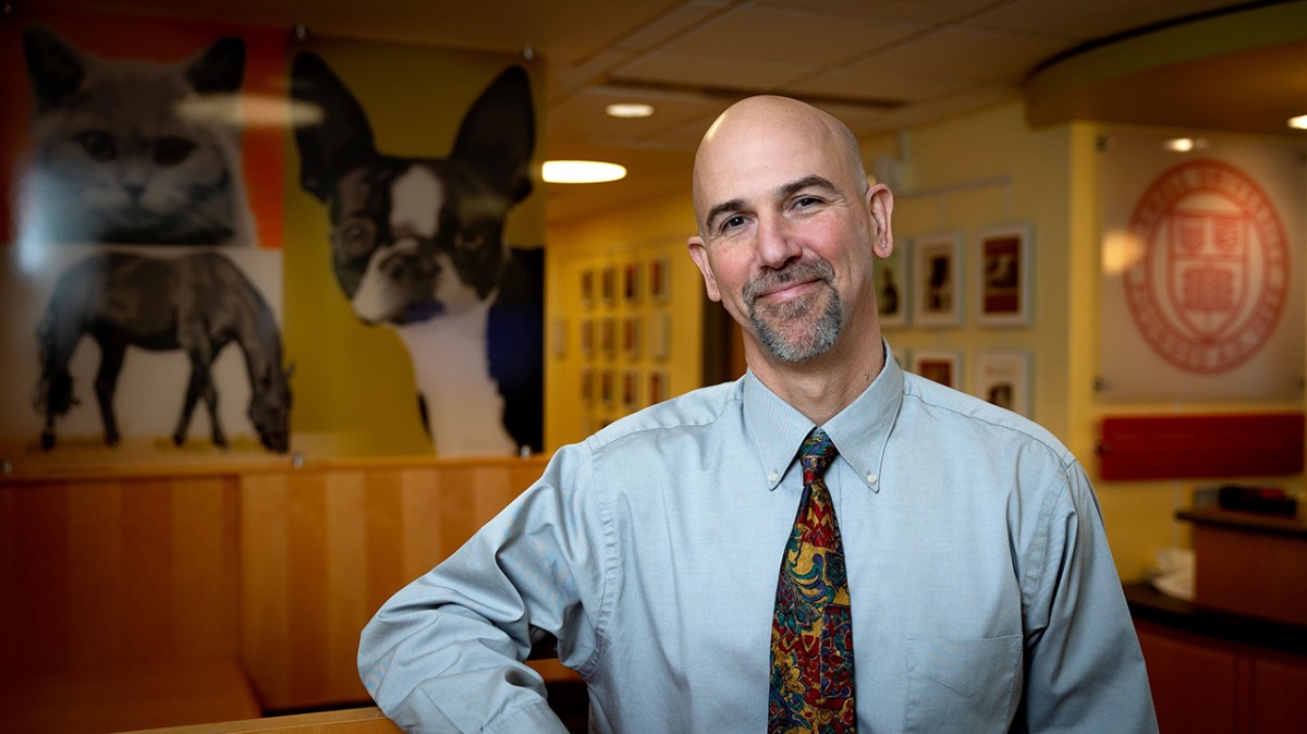 Netflix and meow: Cat documentary features CVM's Kornreich | Cornell  Chronicle