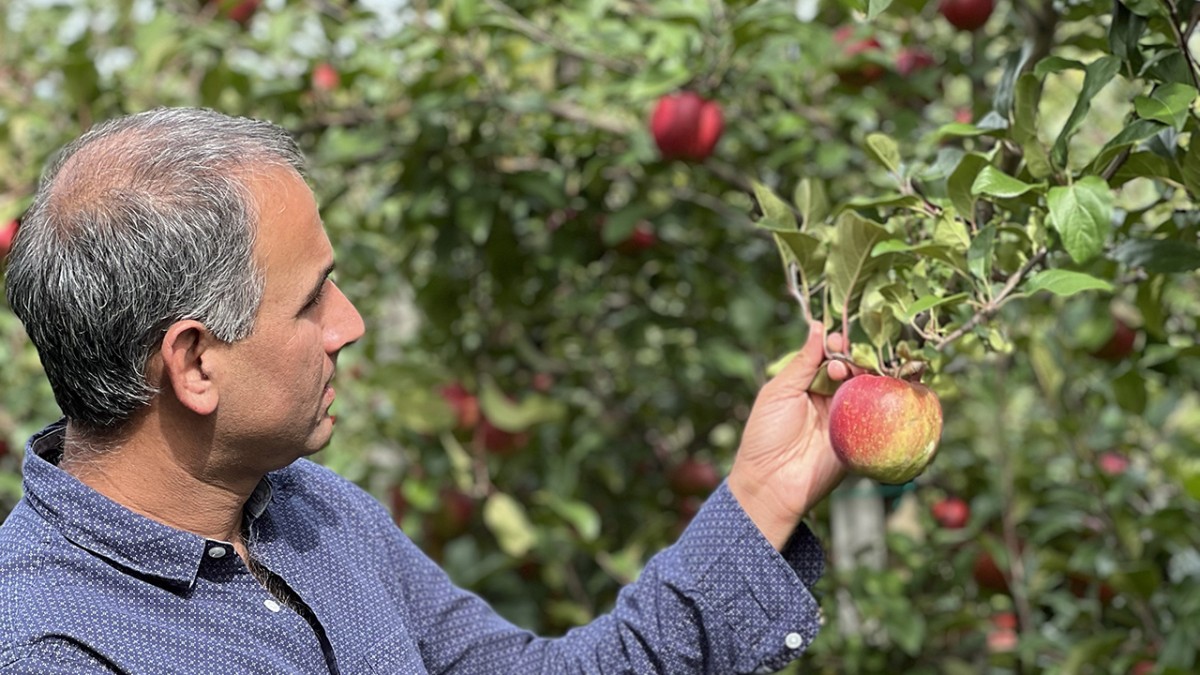 Honeycrisp genome will help scientists breed better apples