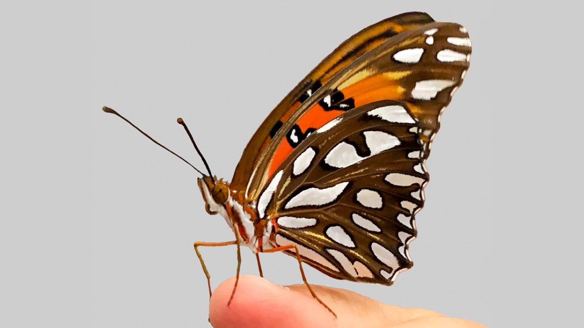 Butterfly wing patterns emerge from ancient 'junk' DNA | Cornell ...