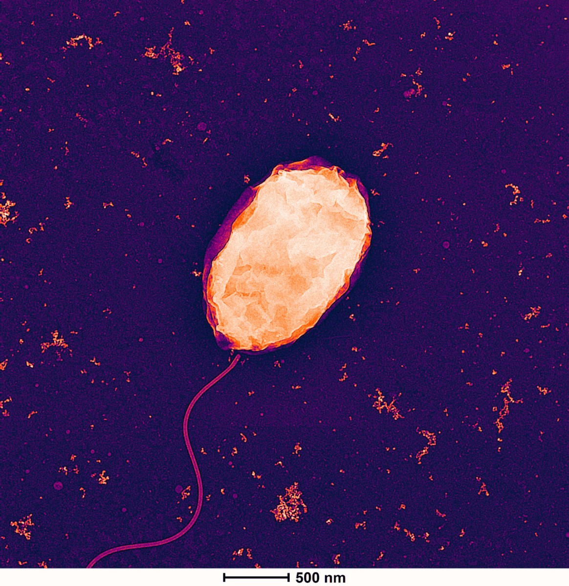 Little bacterium may make big impact on rare-earth processing
