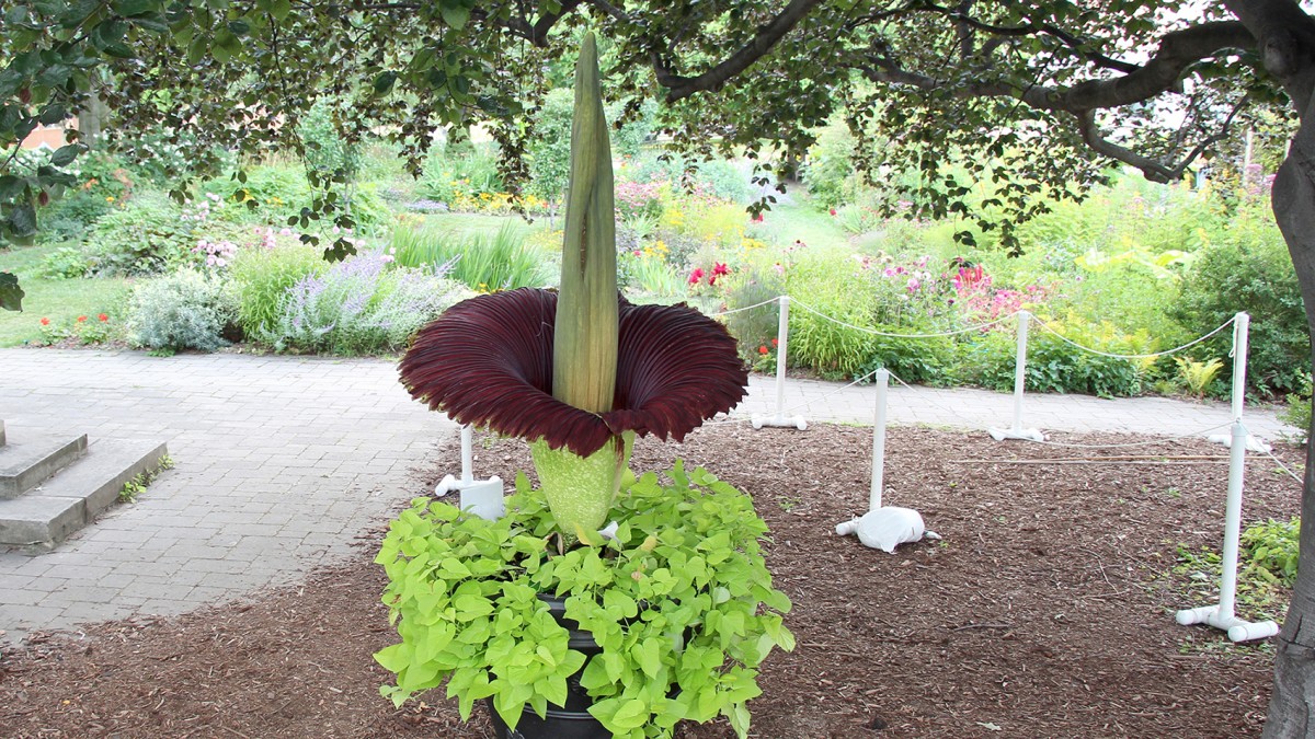 Big stink: Titan arum blooms outside for first time | Cornell Chronicle