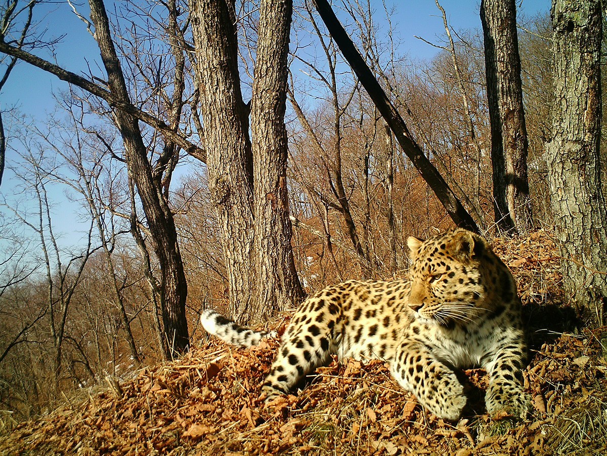 Land Of The Leopard National Park - Photos All Recommendation