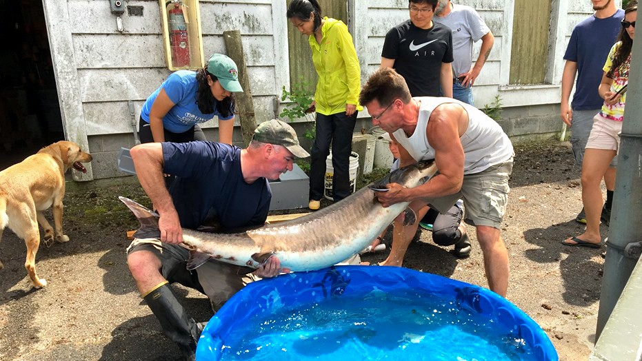 Nice catch: Cornell scientists net 139-pound Oneida Lake sturgeon