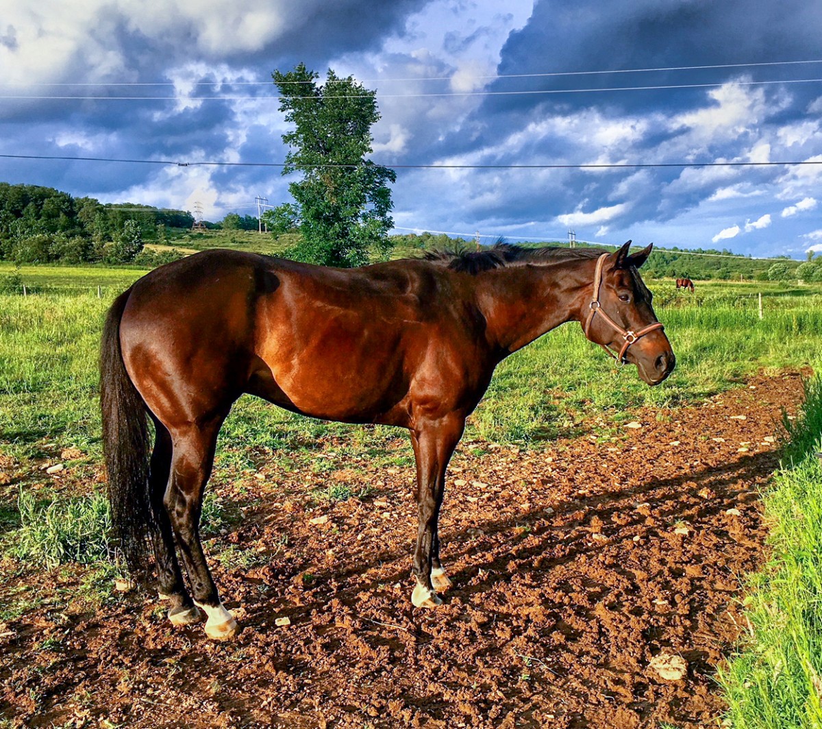 Cornell veterinarians help horse, rider return to ring | Cornell Chronicle