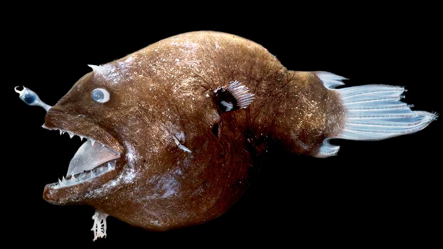 Study illuminates link between anglerfish, bacteria