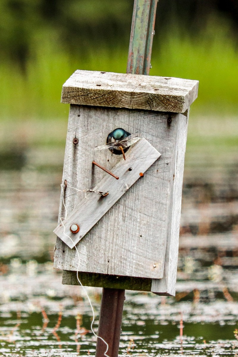 Tree deals swallow nest