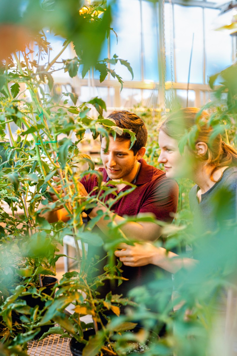 Wild tomatoes resist devastating bacterial canker | Cornell Chronicle