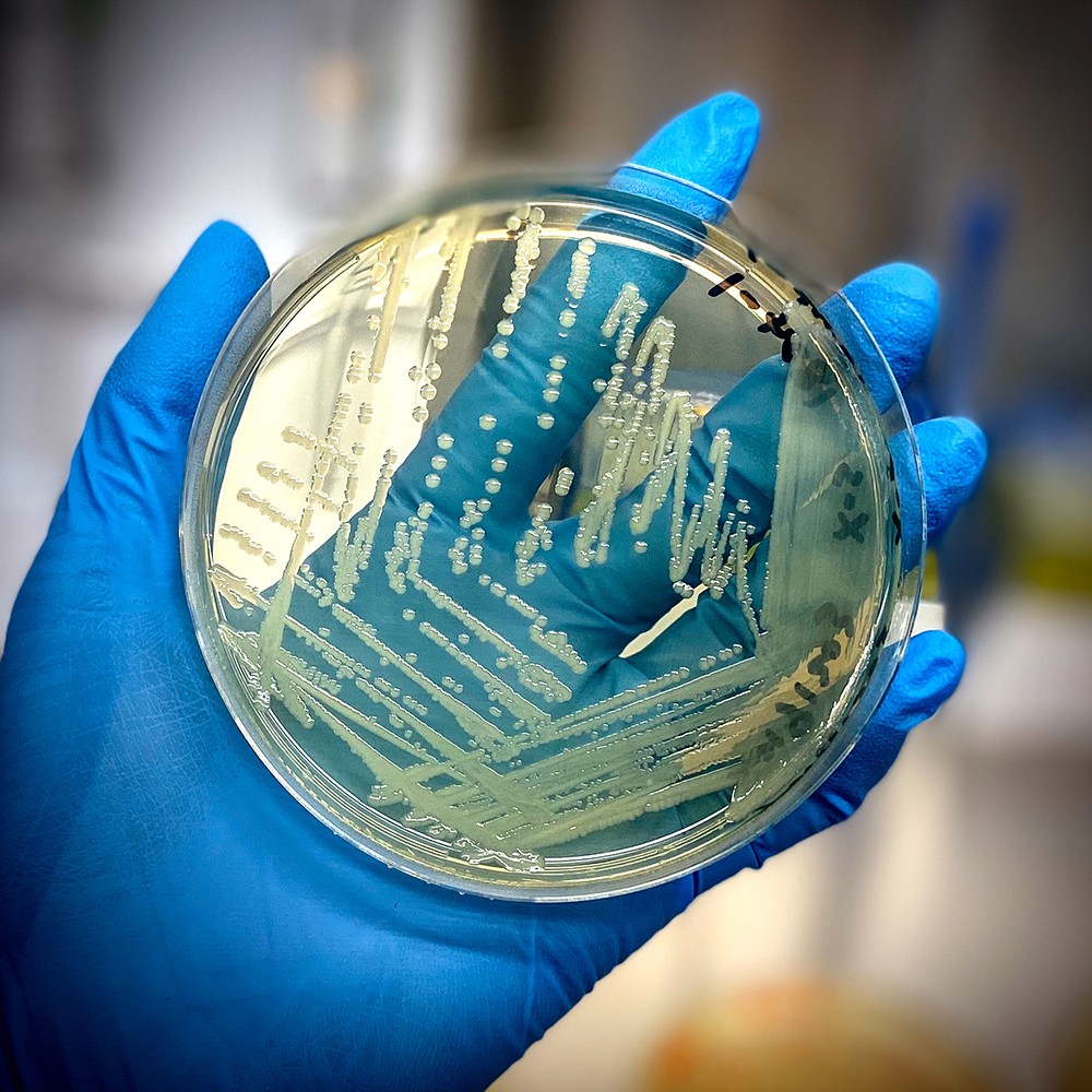 Food scientists slice time off salmonella identification ...