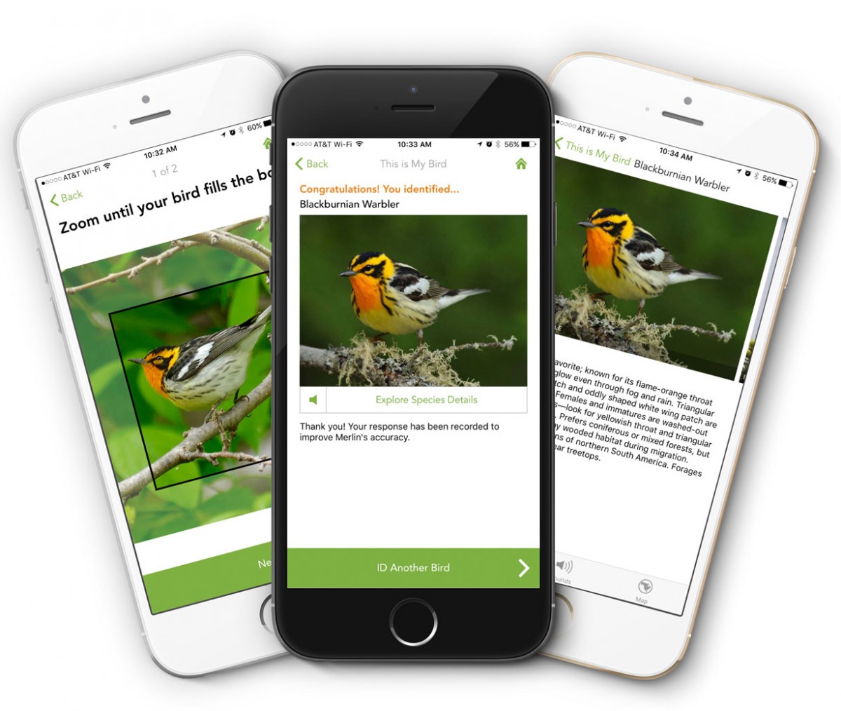 What’s that bird? Merlin app has the answer | Cornell Chronicle