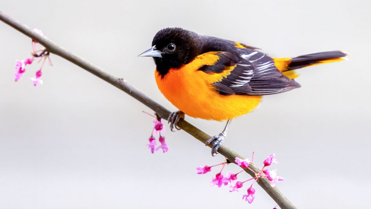 Featured Birds: Baltimore and Bullock's Orioles