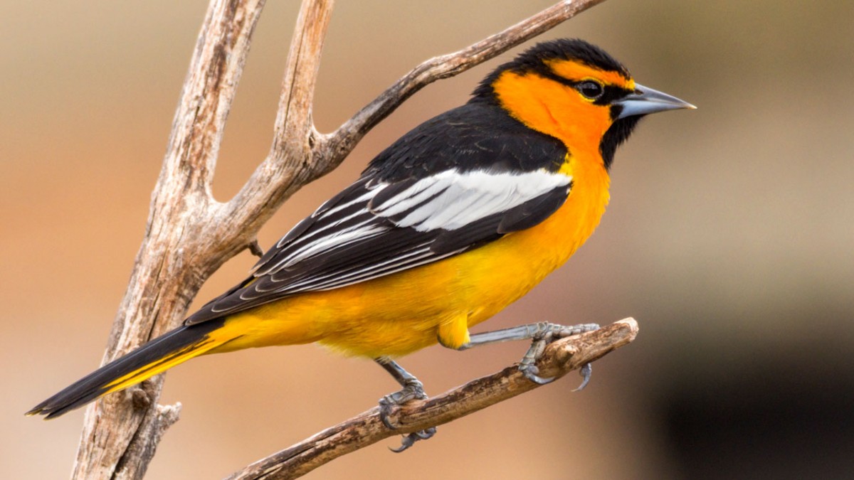 Scientists Say Oriole Hybridization Is a Dead End