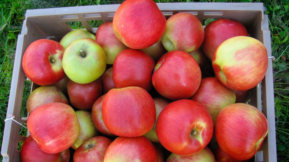 How About ʼDem Apples! on Indy Style - The Produce Moms