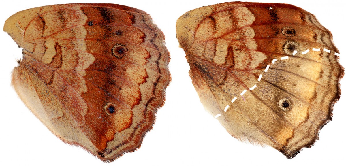 Genes That Shift Butterfly Wing Colors Identified | Cornell Chronicle