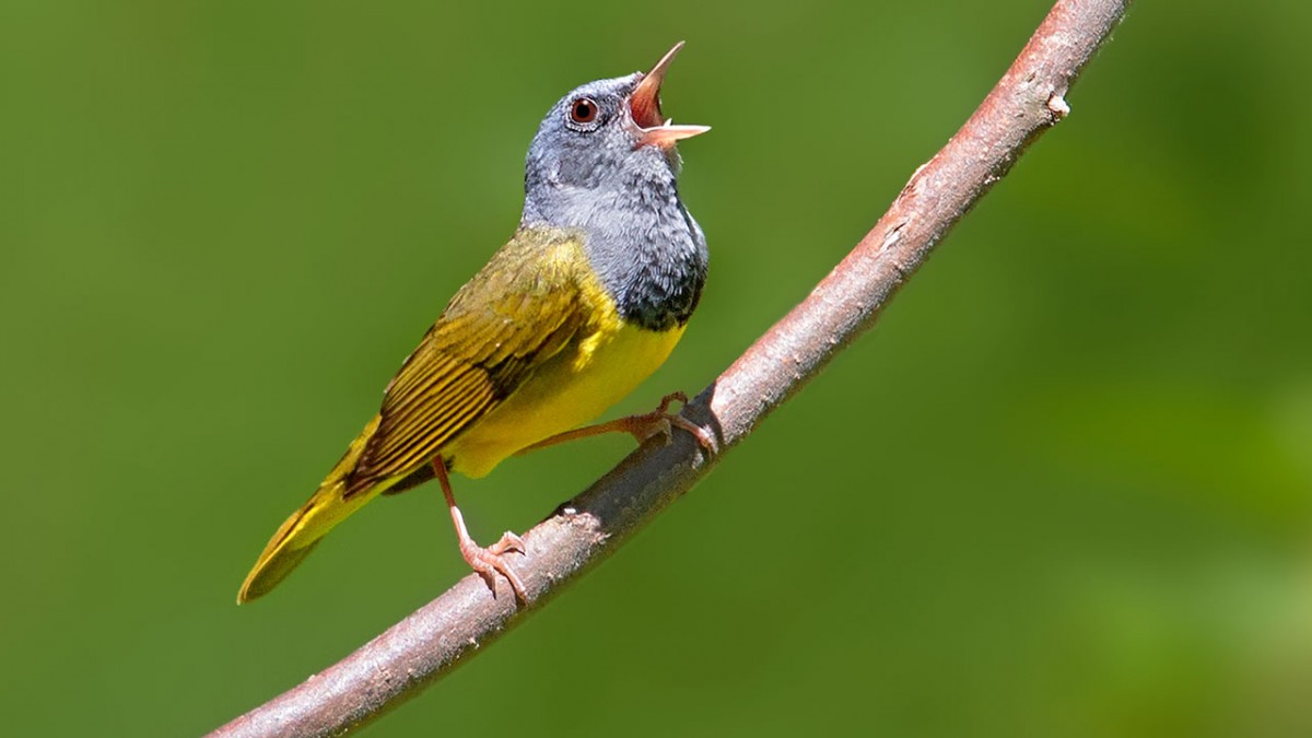 Shade-grown coffee could save birds, if people drank it | Cornell
