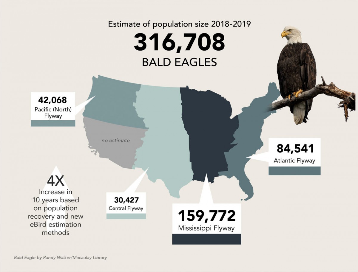 Google Images Bald Eagle   0324 Eagle Map1 