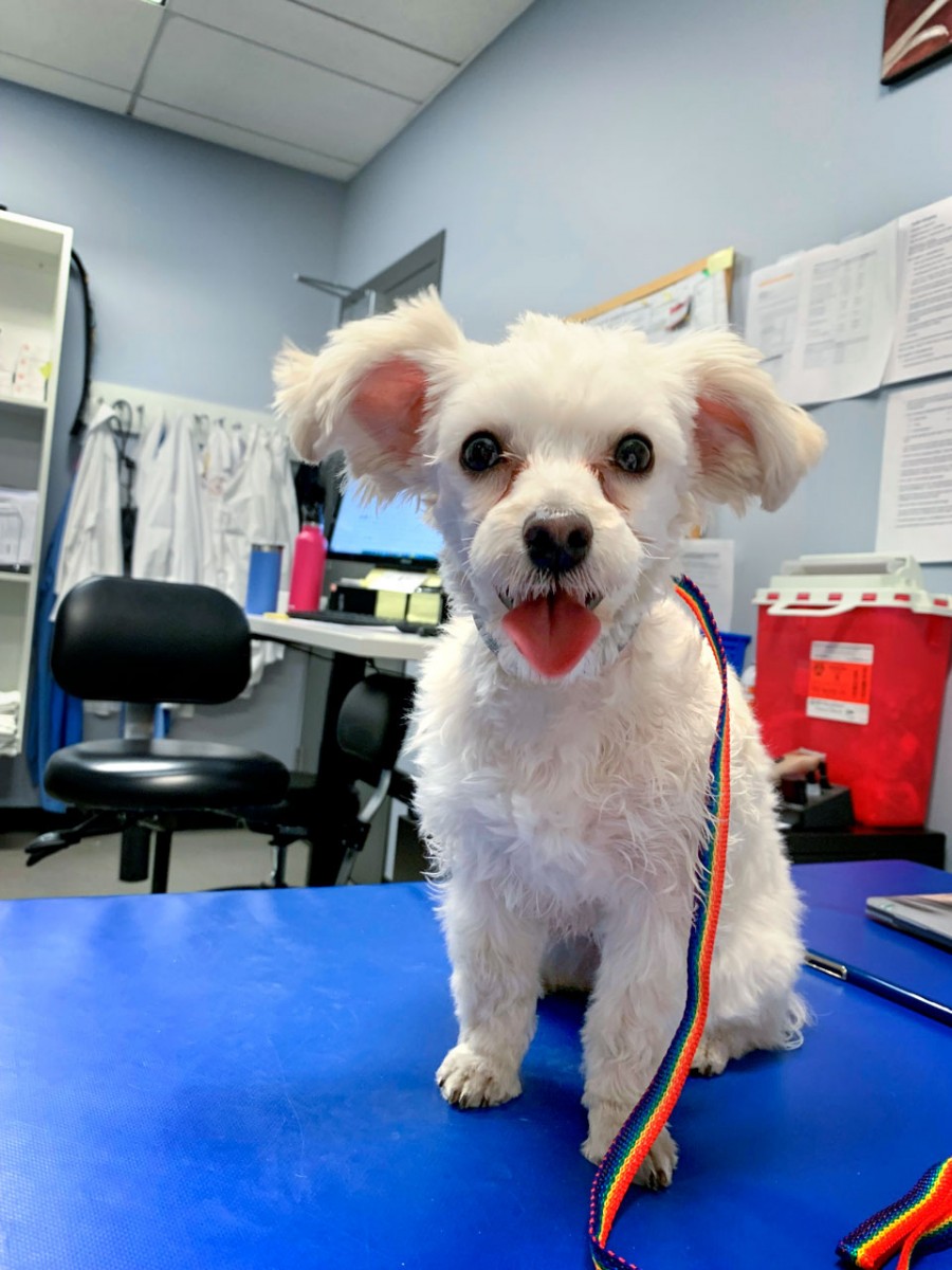 Tiny dog's big heart procedure is first of its kind at Cornell | Cornell  Chronicle