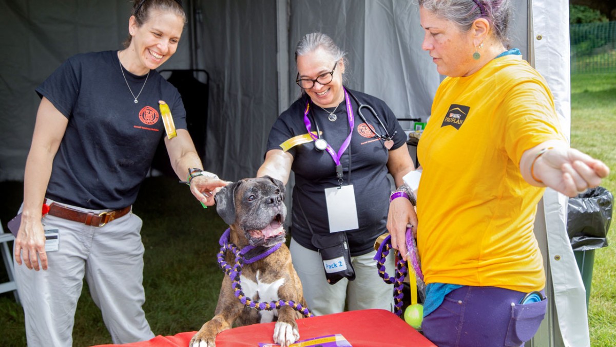 elite purebred puppies