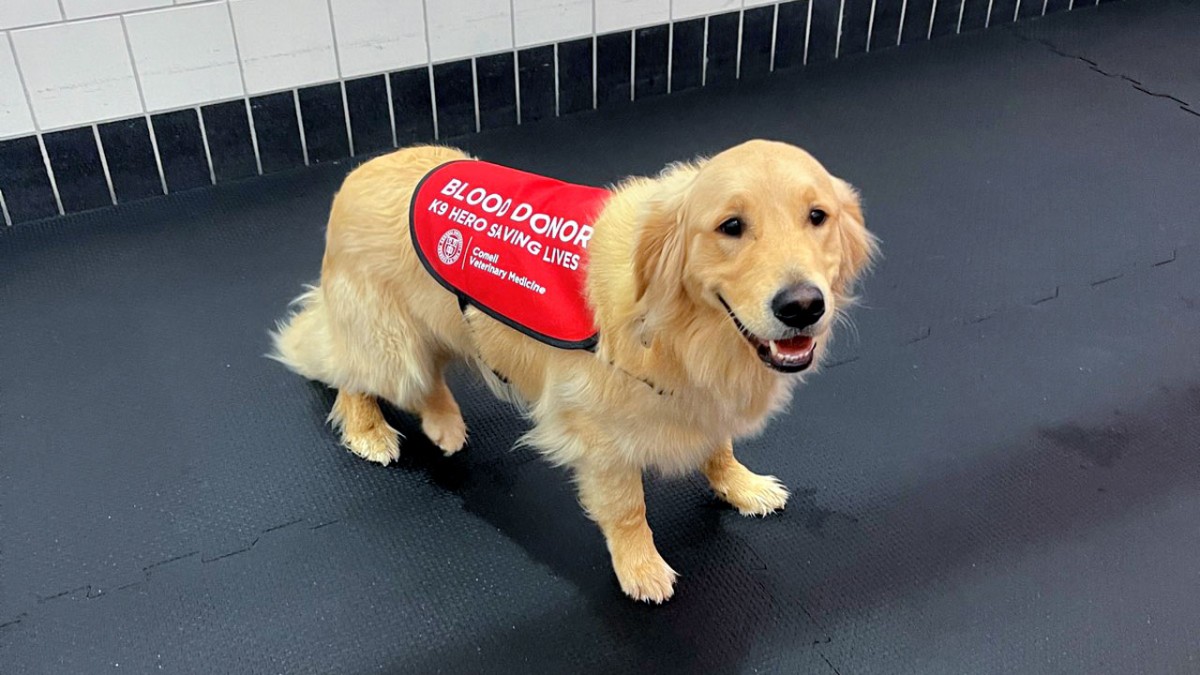 Doggy donors, students help expand animal blood bank | Cornell Chronicle