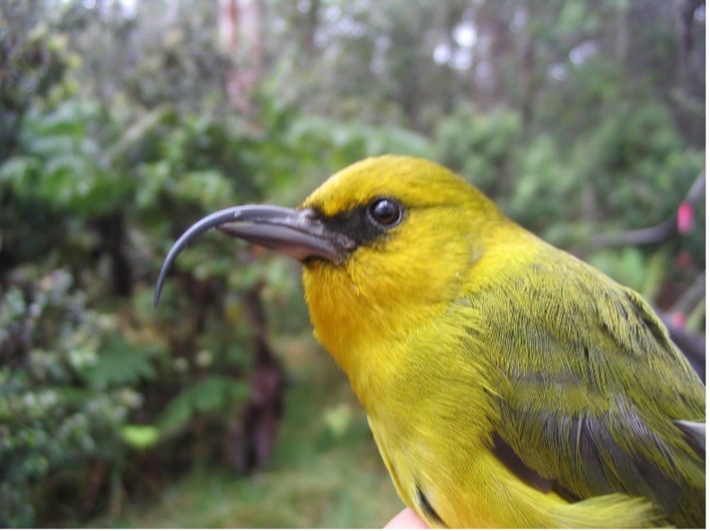 What's Killing Hawaiʻi's Forest Birds?, by U.S. Fish and Wildlife Service:  Pacific Islands, Conservation in the Pacific Islands