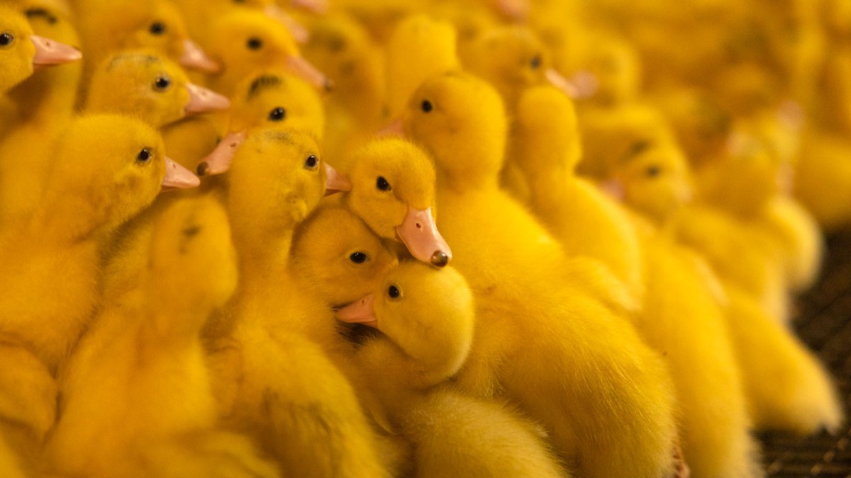 Many yellow ducklings.