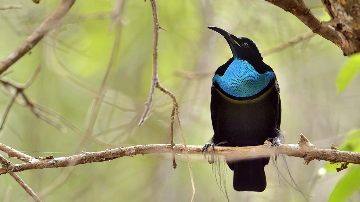 Bird-of-paradise inspires darkest fabric ever made | Cornell Chronicle