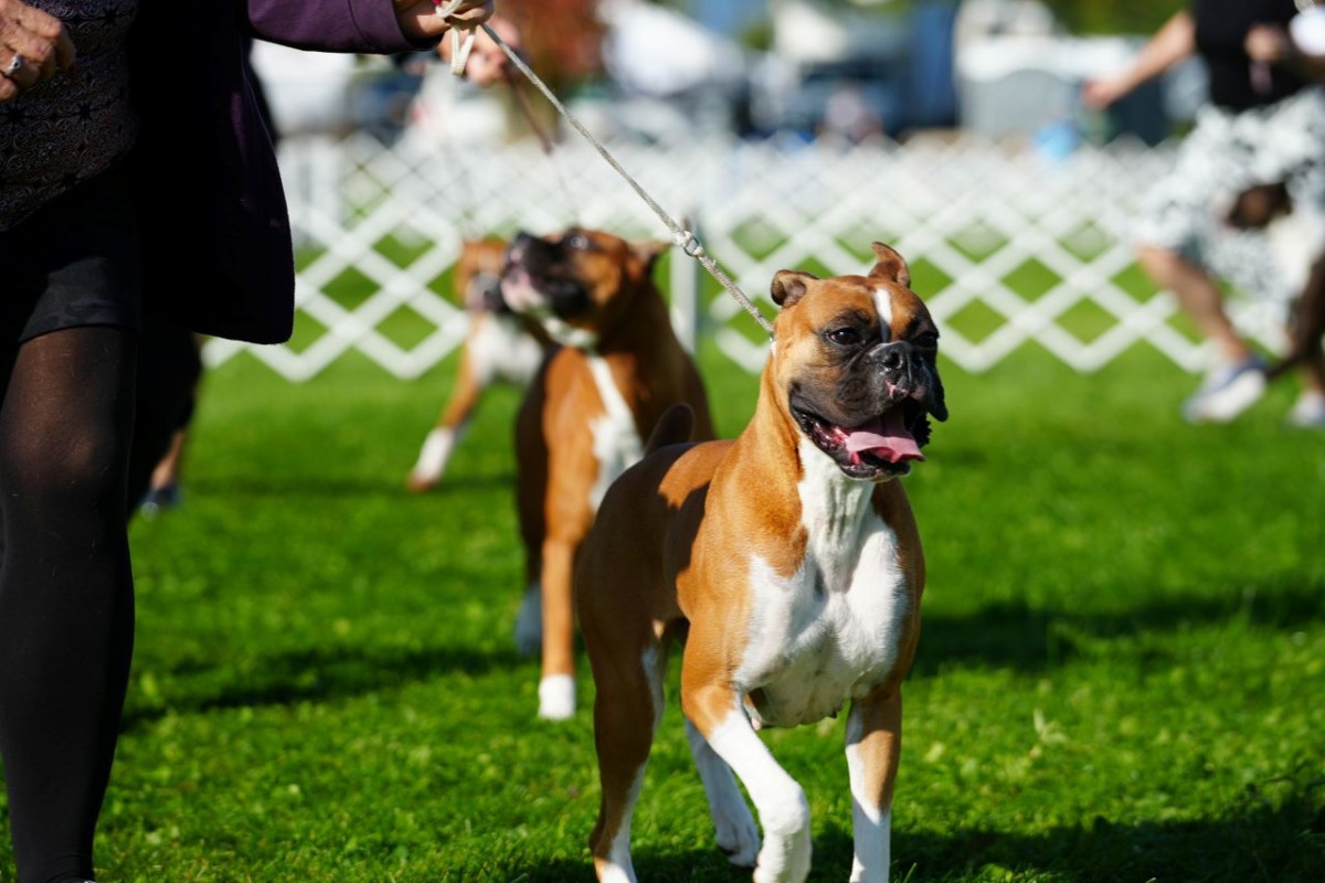 Wine country hot sale dog show 2019