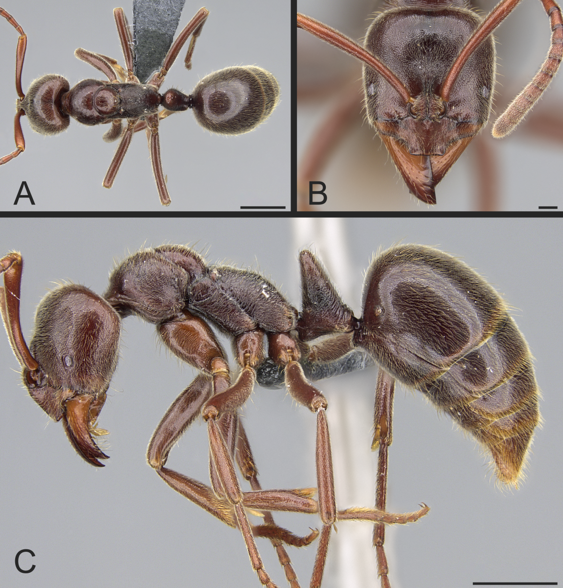 This Ant Species May Support a Controversial Theory on Evolution