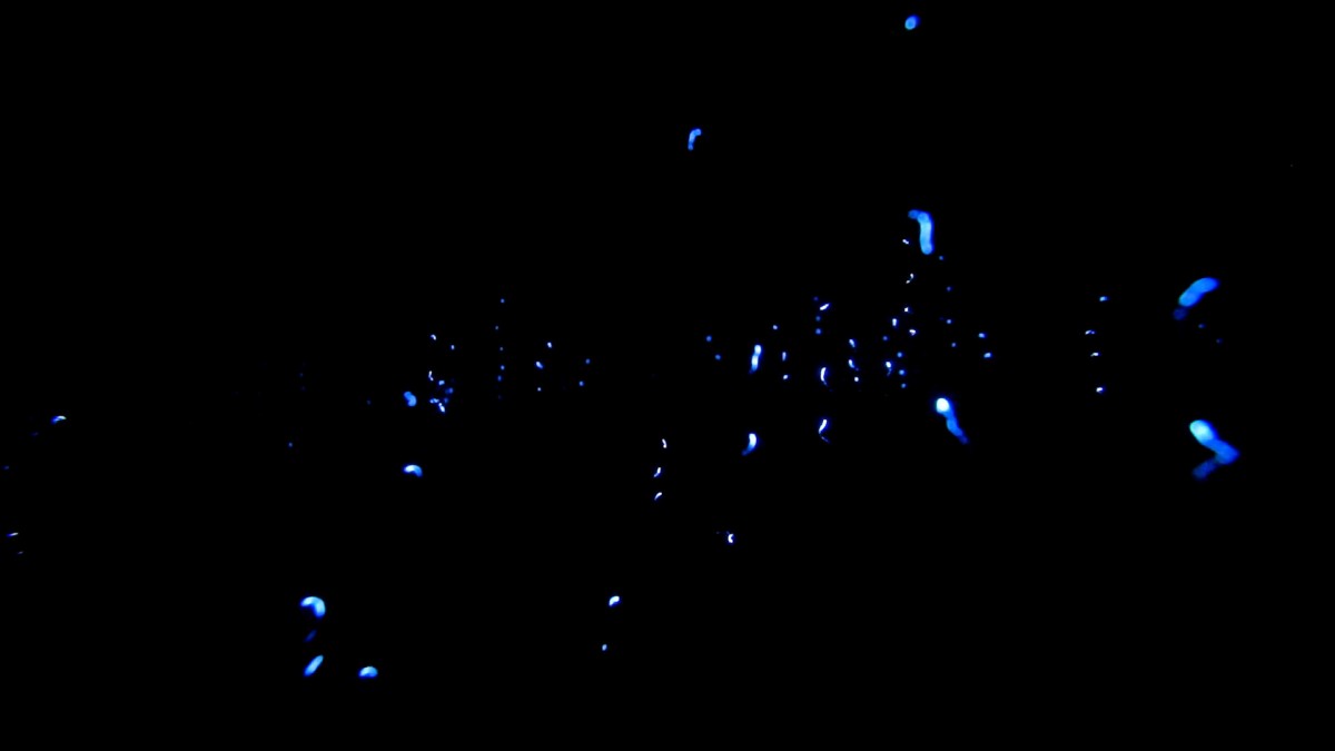 Blue sparkles on a dark background fireflies Vector Image