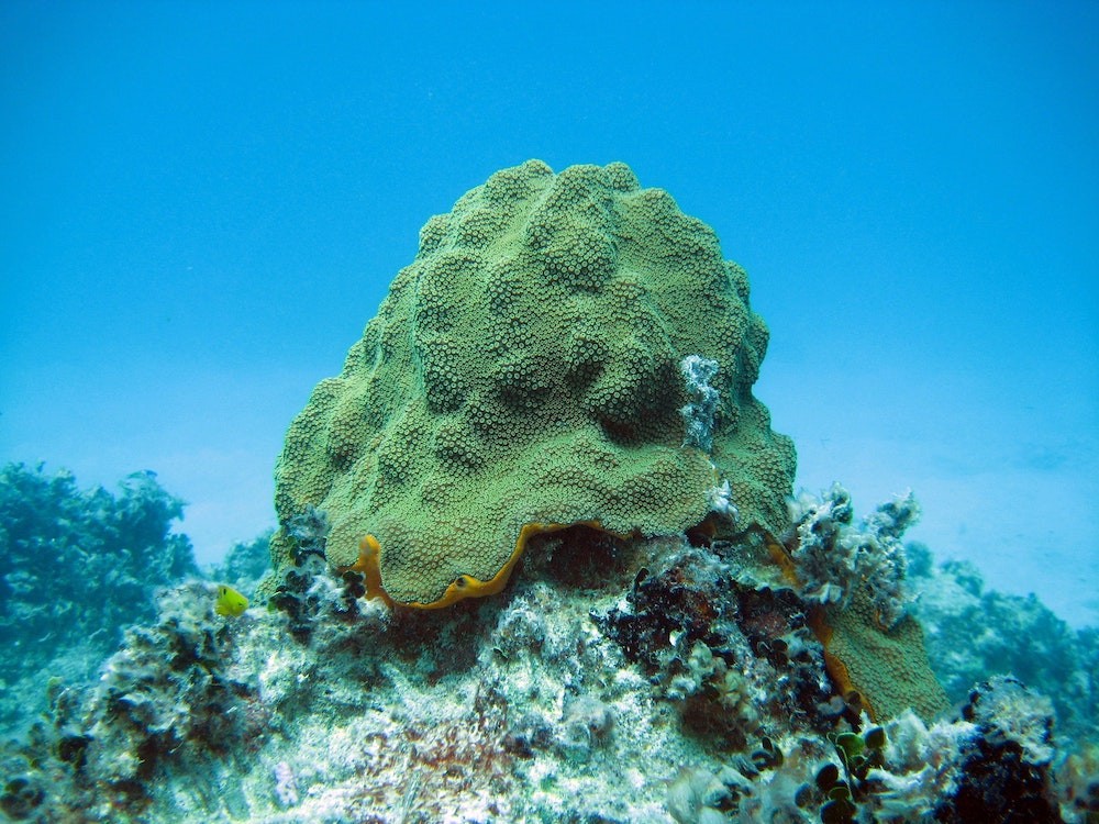 The unexpected importance of the sea sponge in classical history