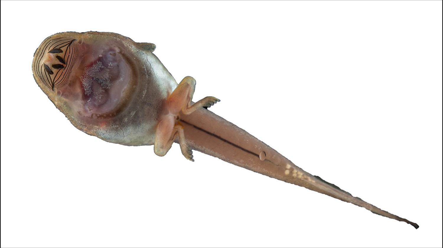 The northern torrent frog tadpole is lungless and endemic to the north of Borneo, where they live in fast-flowing clear streams and use their belly suckers to hold onto rocks in the flow.