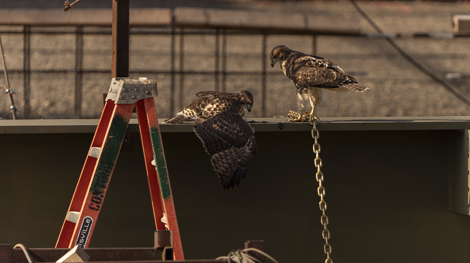 Fledglings enjoy a snack on a truss.