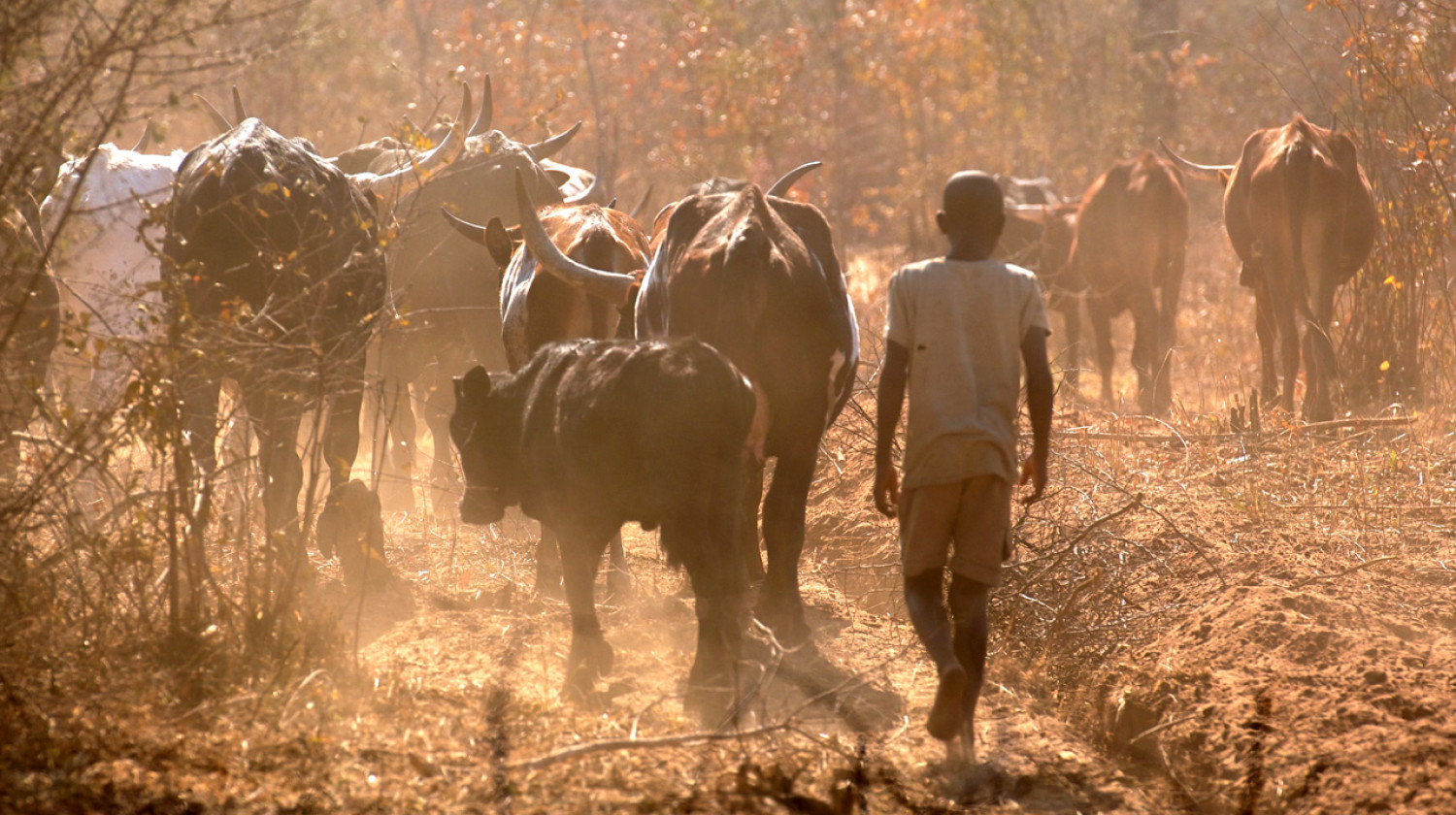 Reviving cattle herding in Botswana will help reduce livestock disease risks.