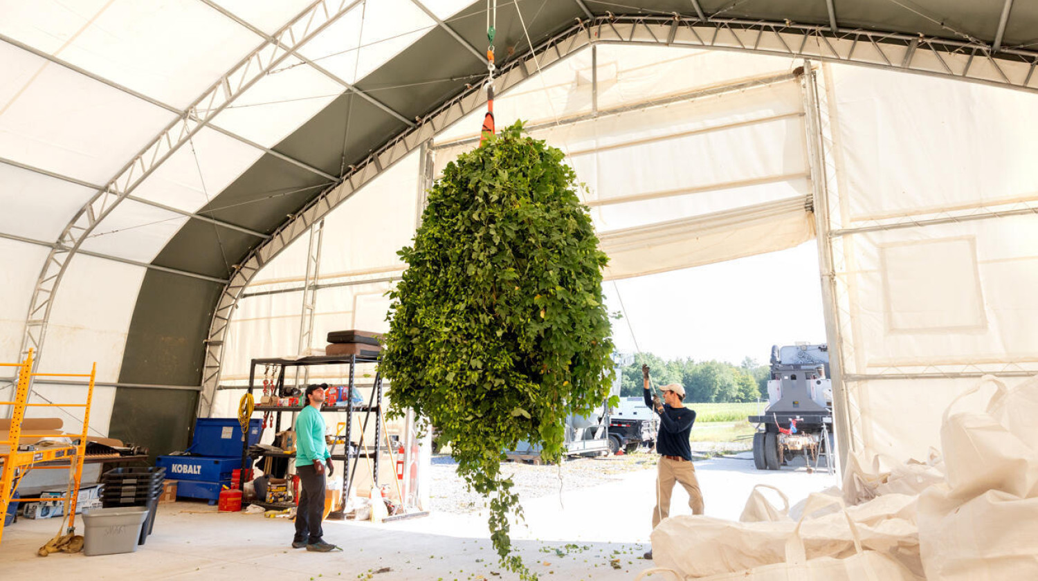Technician Ben Aliperti and doctoral student Nathan Lewis determine the fresh weight of all of the vines for a hop variety harvested from a research plot before the cones are picked off.