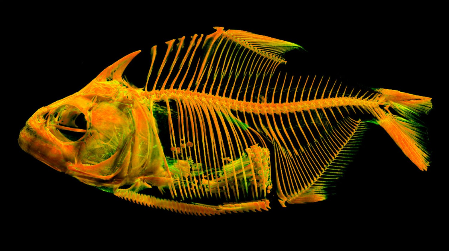 Lateral view of Piranha