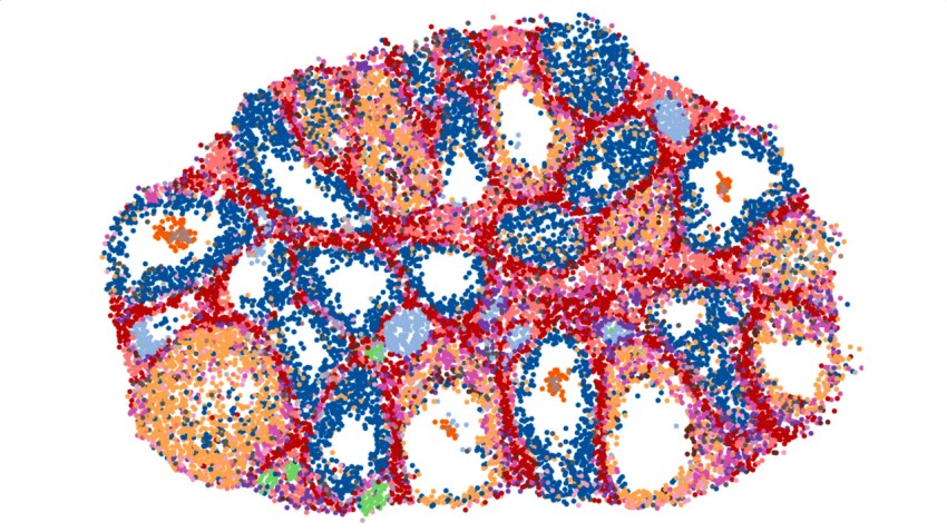 mouse ovary undergoing hormone-induced ovulation