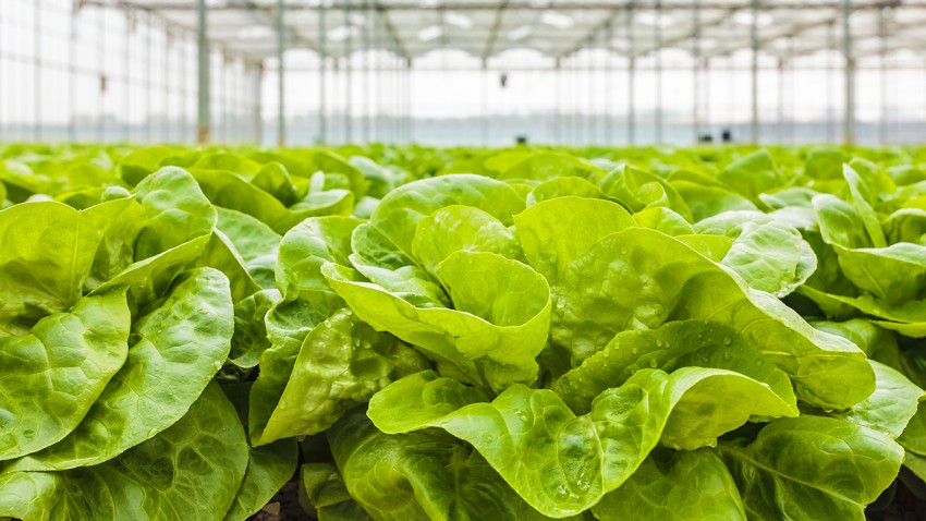 more about <span>AI boosts indoor food production’s energy sustainability</span>
