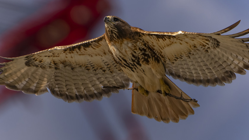 Meinig Fieldhouse built to protect iconic red-tailed hawks