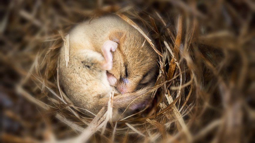 Brain stimulation during sleep boosts weak memories in mice