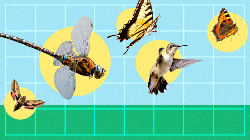 Illustration of insects and birds in flight