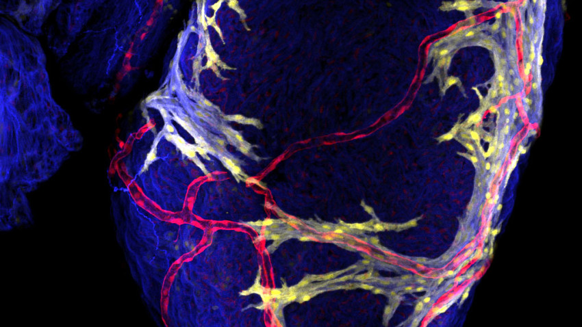 A growing juvenile zebrafish heart with vessels represented in red, myocardium in blue and actively expanding cardiomyocytes in yellow