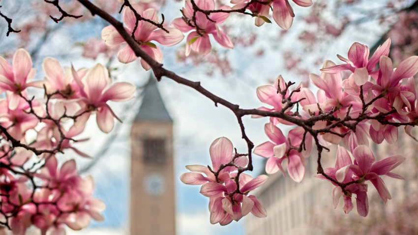 flowers bloom on a tree with mcgraw tower in the distance