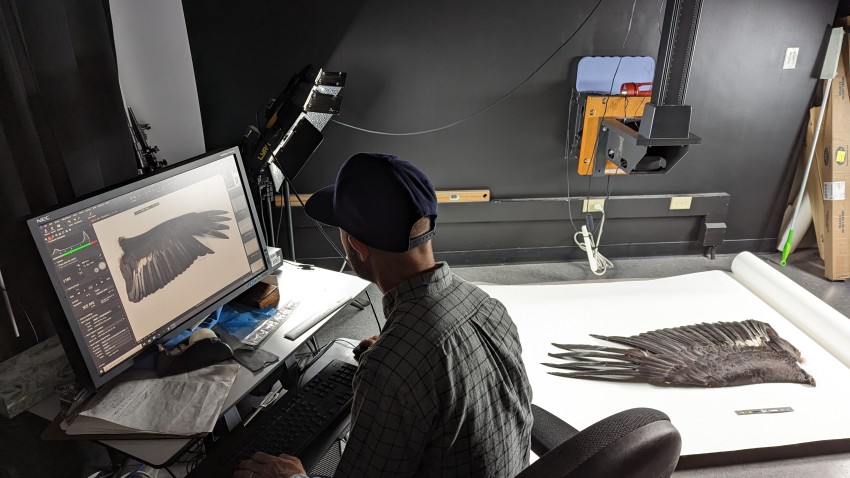 Simon Ingall, visual resources collections coordinator at Cornell University Library, digitizes a wing specimen from the collections of the Cornell Lab of Ornithology.