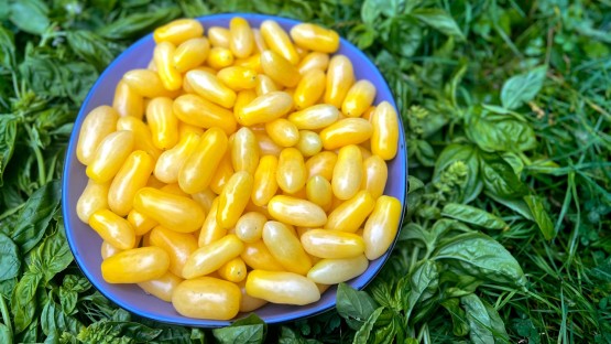'Delightful' Yellow Submarine tomato to be released in 2024 - Vimarsana News
