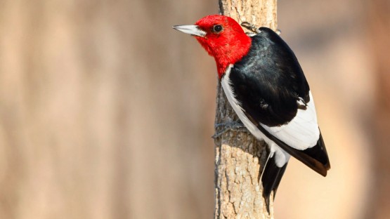 Wing skeleton evolution may be less restricted in small birds - Vimarsana News