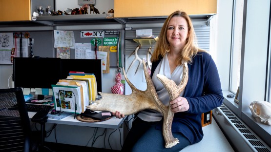 From bats to bears, program protects NYS wildlife from disease ...