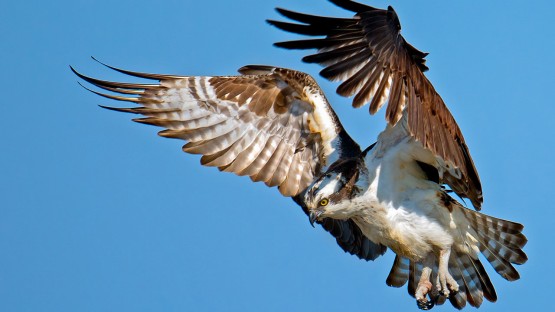 'BirdFlow' model could reveal mysteries of bird migration - Vimarsana News
