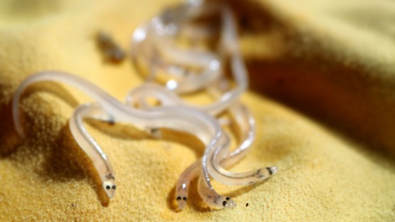 Citizen scientists' 'glass eel' data helps protect Hudson River - Vimarsana News