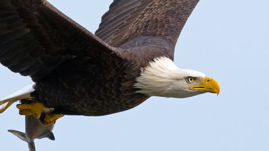 Climate change creates 'win-win' between bald eagles and farmers - Vimarsana News